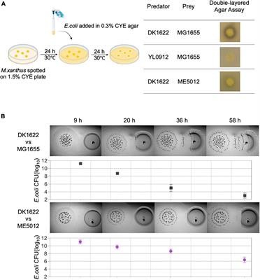 Genetic components of Escherichia coli involved in its complex prey-predator interaction with Myxococcus xanthus